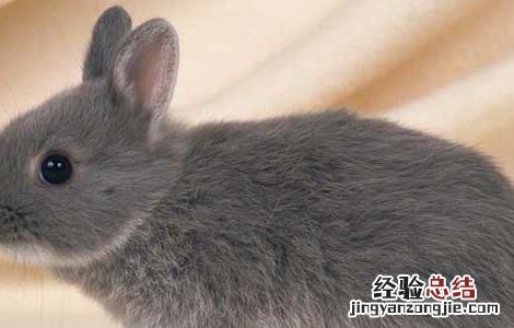 野兔人工养殖技术与管理 野兔人工养殖技术