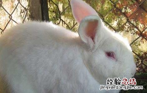 野兔人工养殖技术与管理 野兔人工养殖技术