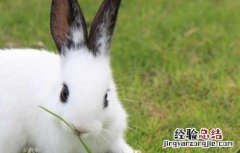 肉兔养殖成本和利润怎么算 肉兔养殖成本和利润