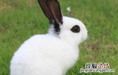 獭兔养殖成本和利润 养殖獭兔赚钱吗
