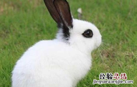 獭兔养殖成本和利润 养殖獭兔赚钱吗