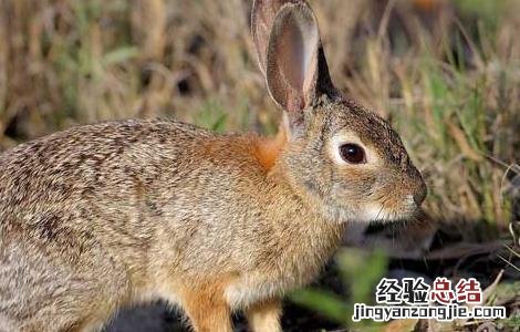 野兔养殖的兔舍环境要求 野兔养殖的兔舍环境要求高吗