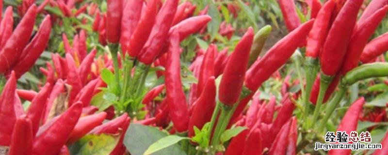 小米辣栽培技术,种植小米辣怎么管理
