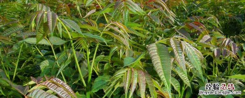 香椿矮化密植技术，香椿大棚种植技术