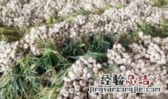 大蒜种植 大蒜种植生长过程图片