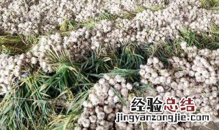 大蒜种植 大蒜种植生长过程图片