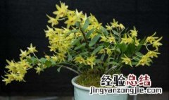 石斛种植 石斛种植方法家庭