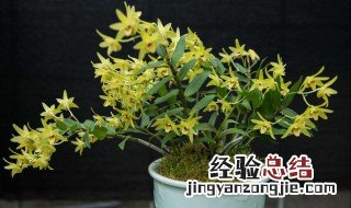 石斛种植 石斛种植方法家庭