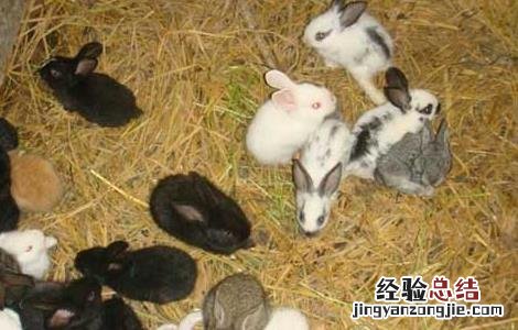 幼兔的科学管理技术 幼兔的饲养管理技术