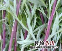 中药藜蒿的功效与作用 中药藜蒿的功效与作用图片