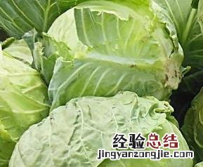 哪些蔬菜能补钙 哪些蔬菜能补钙并且能增加骨头的密度