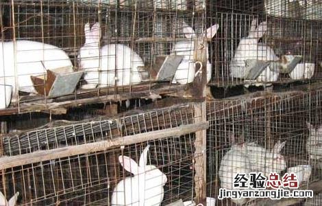 哺乳母兔饲养管理技术规程 哺乳母兔饲养管理技术