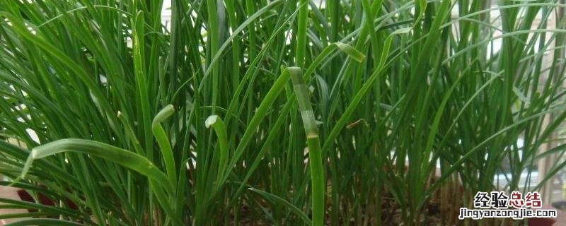 韭菜盆栽种植方法如下,盆栽韭菜管理方法