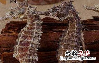 巴戟海马泡酒有什么功效 海马泡酒有什么功效