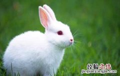 獭兔养殖与肉兔养殖的区别 养獭兔好还是肉兔好