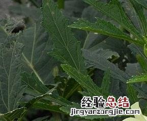 黄秋葵怎么吃 黄秋葵怎么吃降血糖