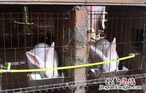 兔子饲料配方大全表 兔子饲料配方大全