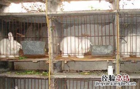 如何成功发展兔子养殖 如何成功发展兔子养殖技术