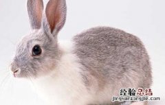 如何成功发展兔子养殖 如何成功发展兔子养殖技术