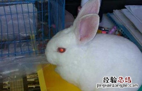 如何成功发展兔子养殖 如何成功发展兔子养殖技术