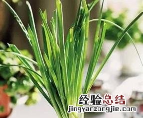 家里养洋葱好吗 家里养洋葱的好处