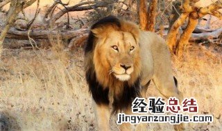 坏男孩联盟是什么纪录片 雄狮想要成为非洲狮王所必须要经历的过程如此残忍