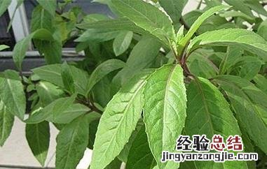 白血皮菜的作用和功效 白血皮菜的作用和功效与禁忌