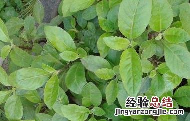 白血皮菜的作用和功效 白血皮菜的作用和功效与禁忌