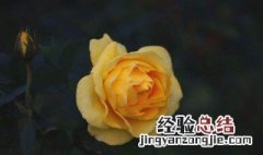 黄玫瑰的花语是什么 白玫瑰花的花语是什么