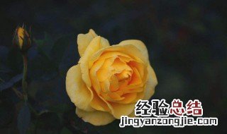 黄玫瑰的花语是什么 白玫瑰花的花语是什么
