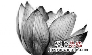 黑莲花是什么意思 梦见黑莲花是什么意思