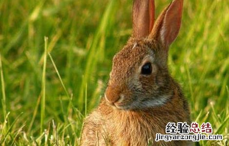 母兔不发情怎么办
