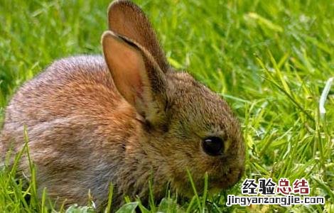 家兔选种育种技巧 家兔选种育种技巧视频
