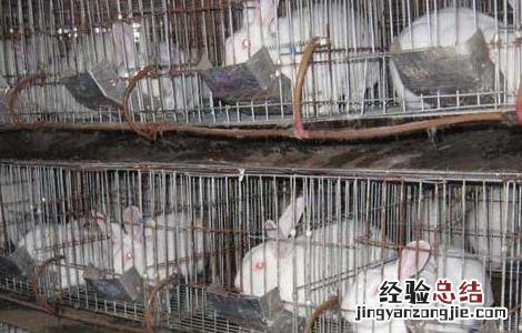 家兔选种育种技巧 家兔选种育种技巧视频