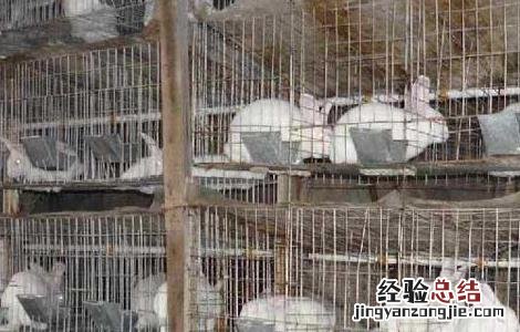 家兔如何提高生长速度 兔的生长速度