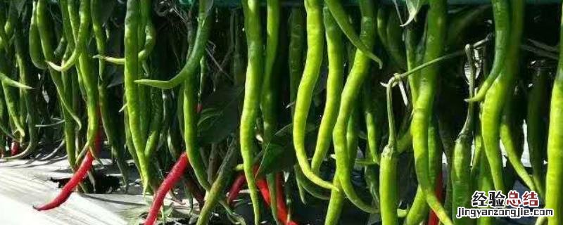 杭椒种植技术与管理，杭椒种植温度 杭椒种植时间