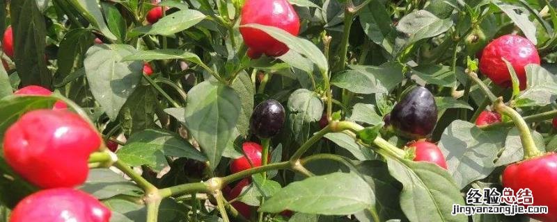 子弹头辣椒种植及产量，附管理方法 子弹头辣椒种植技术