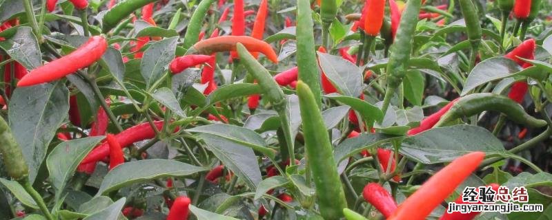朝天椒良种及栽培关键技术,朝天椒阳台种植方法