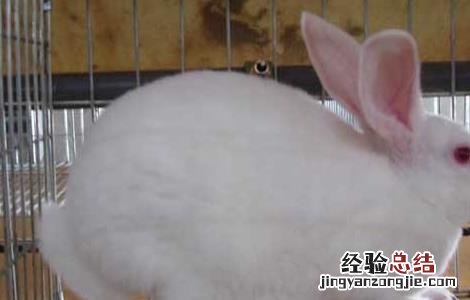 冬季獭兔养殖注意事项有哪些 冬季獭兔养殖注意事项
