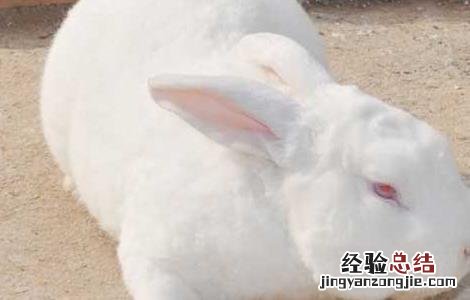 冬季獭兔养殖注意事项有哪些 冬季獭兔养殖注意事项