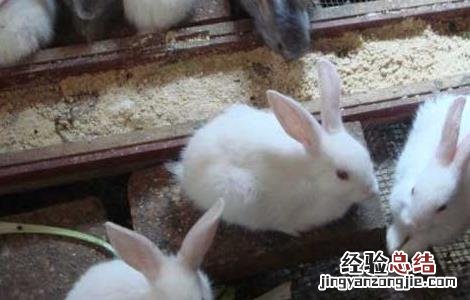 冬季獭兔养殖注意事项有哪些 冬季獭兔养殖注意事项