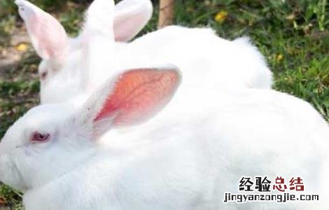 在冬季如何养好兔子 在冬季如何养好兔子苗