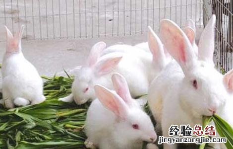 养兔子喂什么饲料 喂养兔子的常用饲料