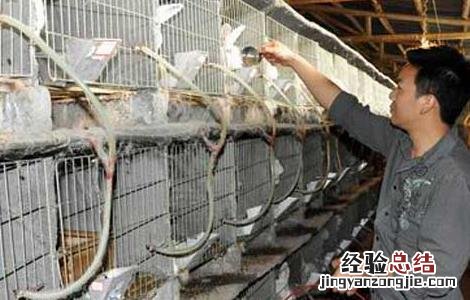 常见兔子的疾病和防治 兔子的常见病认识及其防治