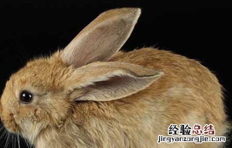 兔子不能吃新鲜蔬菜吗 兔子不能长期吃蔬菜