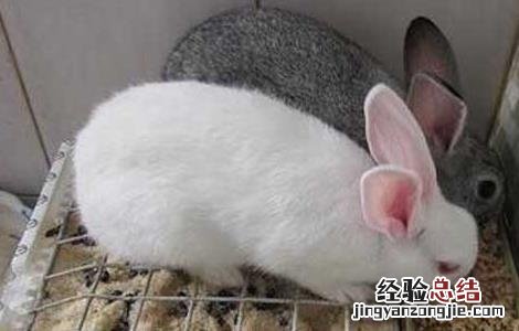 兔子不能吃新鲜蔬菜吗 兔子不能长期吃蔬菜