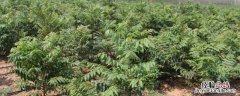 香椿树的种植方法，香椿矮化种植剪枝方法