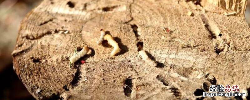 有害生物防治,有害生物防治属于什么行业