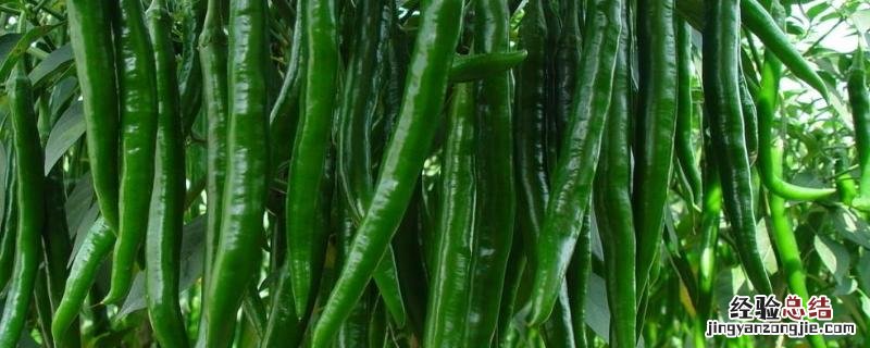 线椒如何种植，种植后如何管理 线椒如何种植,种植后如何管理呢