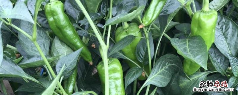 航椒8号种植技术,航椒8号每亩产量多少